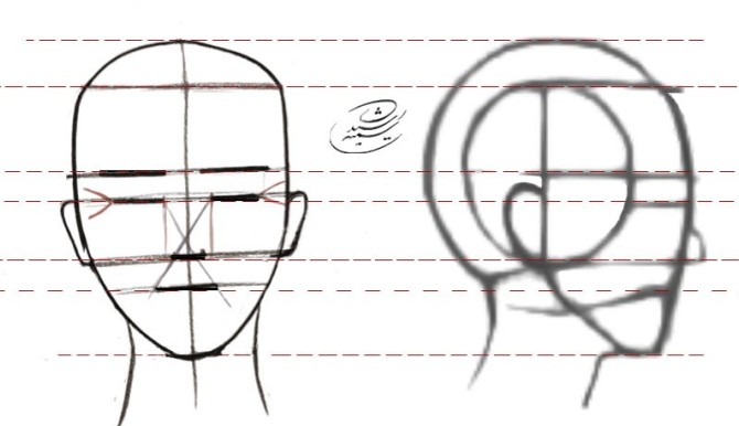 آموزش طراحی آناتومی چهره از نمای نیم رخ