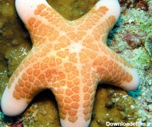 دانستنی های جالب درباره ستاره های دریایی - مجله تصویر زندگی