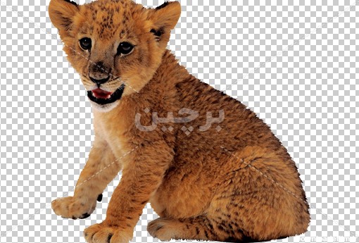 Borchin-ir-lion cub png photo عکس دوربری شده png توله شیر جنگلی۲