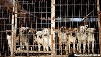 کره جنوبی به دنبال ممنوعیت سگ خوری (فیلم)