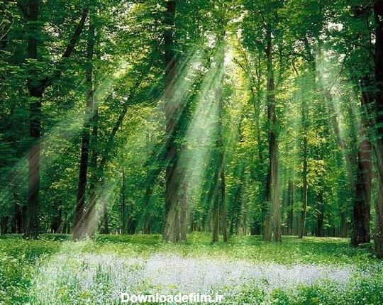 جنگل های رویایی (عکس)