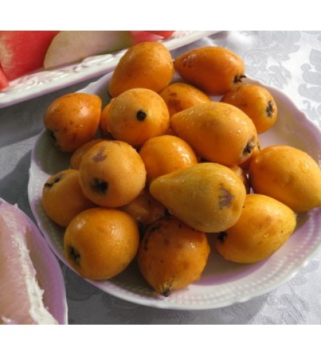 نهال میوه ازگیل ژاپنی
