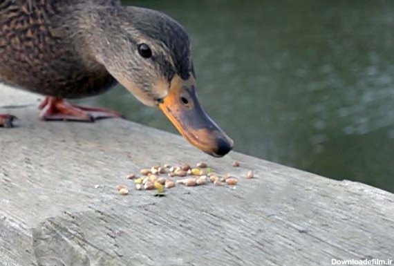 نحوه تغذیه جوجه اردک