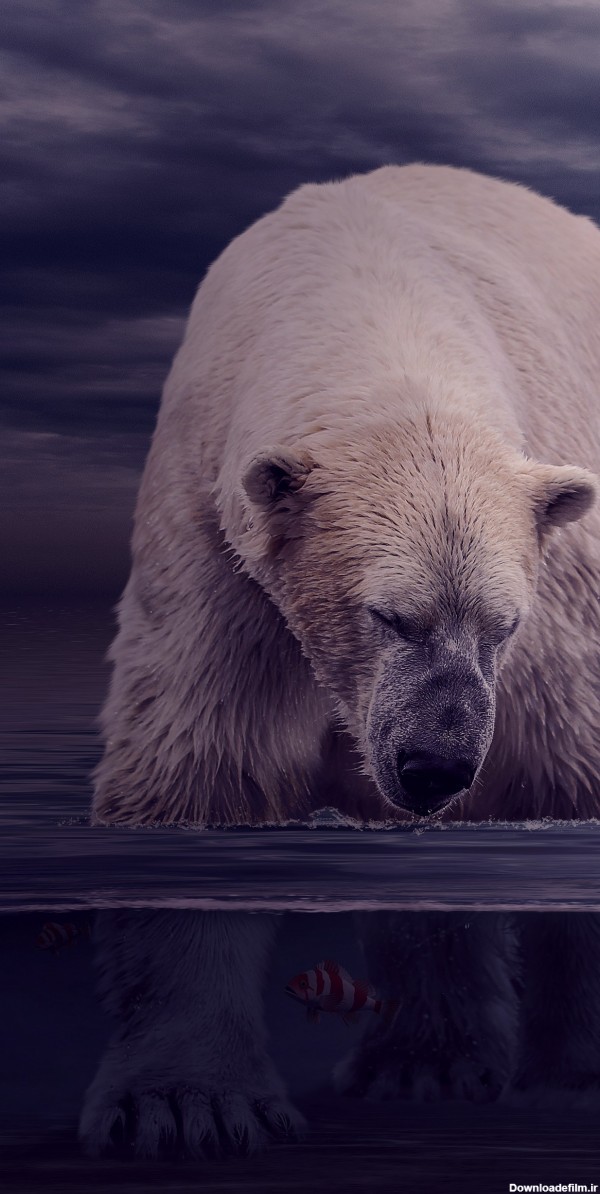 عکس زمینه خرس قطبی در حال شکار ماهی زیر آب پس زمینه | والپیپر گرام