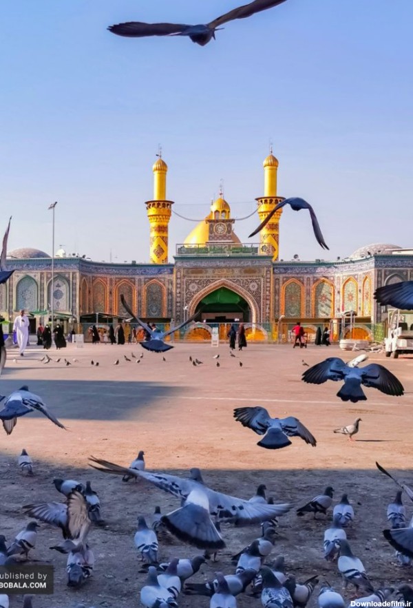 کبوتران حرم امام حسین (ع)