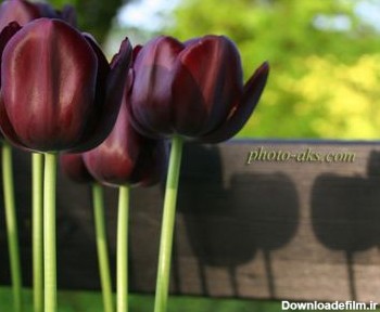 گل لاله سیاه black tulips