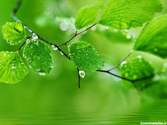 عکس زیبا از طبیعت سبز