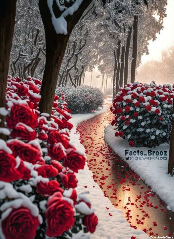 مزرعه ی گل رز وسطِ برف ❄️😍 - عکس ویسگون