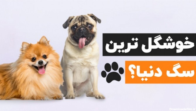 عکس خوشگل ترین سگ ایران