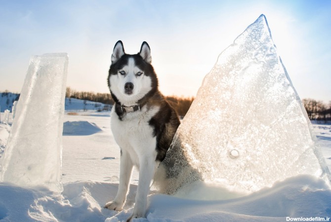 چگونه برای اولین بار برف را به سگ خود معرفی کنیم؟