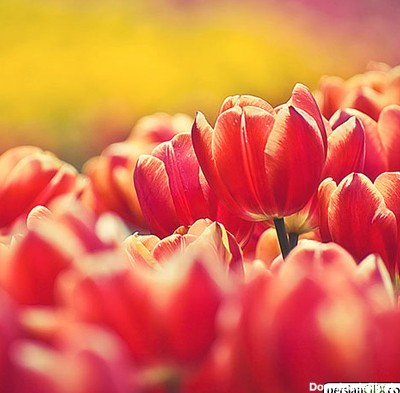 30 عکس الهام بخش و جذاب از گل های لاله زیبا