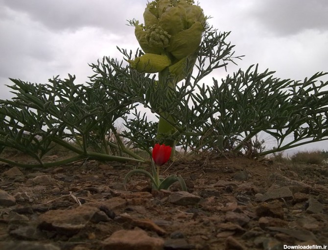 آخرین خبر | عکس/ تنهایی یک گل