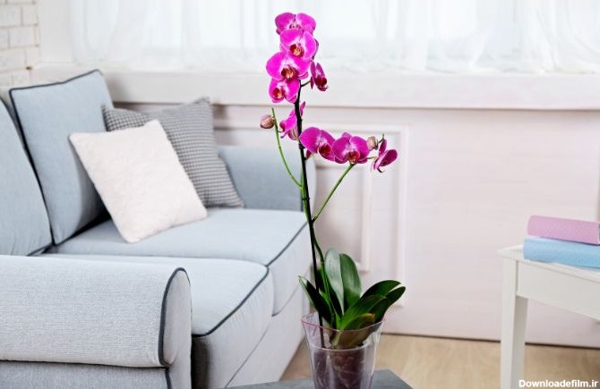 چطور از گل ارکیده در خانه و آپارتمان مراقبت و نگهداری کنم؟