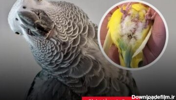 درمان خانگی یبوست در پرنده زینتی - چیکن دیوایس