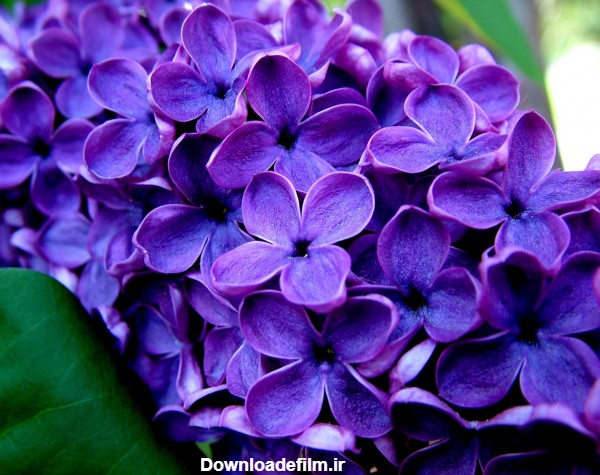 عکس گلهای یاس نیلی lilac flowers beautiful