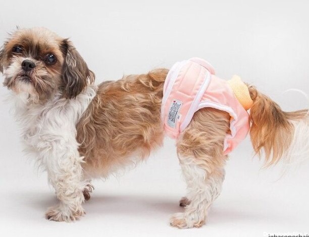 مدل لباس سگ ها