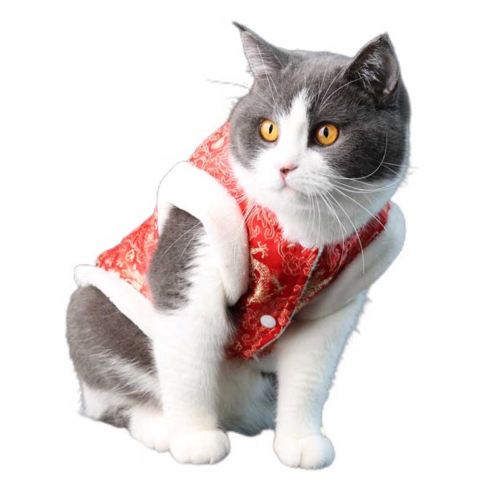 طرح گربه سفید و خاکستری با لباس قرمز