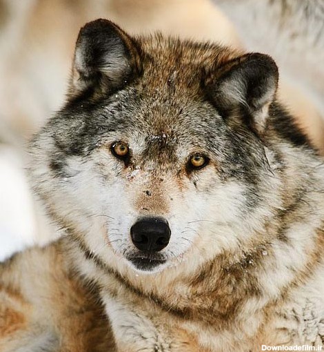 تصاویر زیبا از گرگ ها - مهین فال