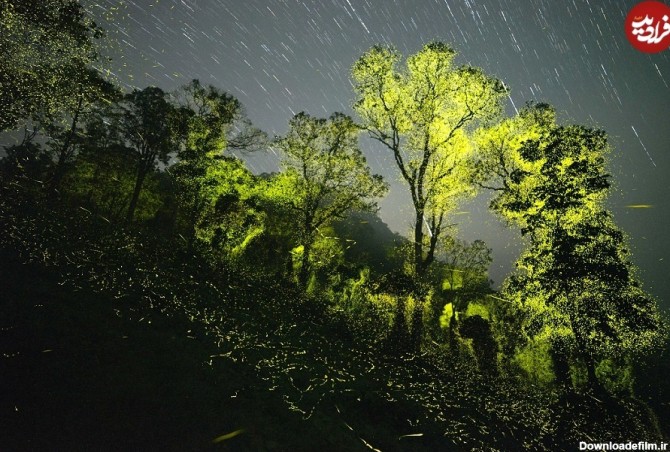 فرارو | (تصاویر) عکاس هندی چگونه این عکس‌های جادویی را از جنگل گرفت؟