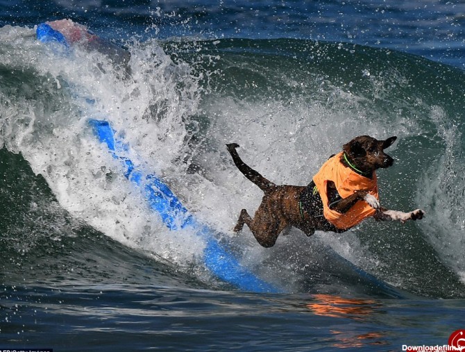 تصاویری جالب از موج سواری سگ ها