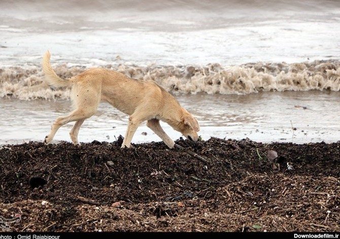 زباله های رودخانه ای در ساحل خزر- عکس خبری تسنیم | Tasnim