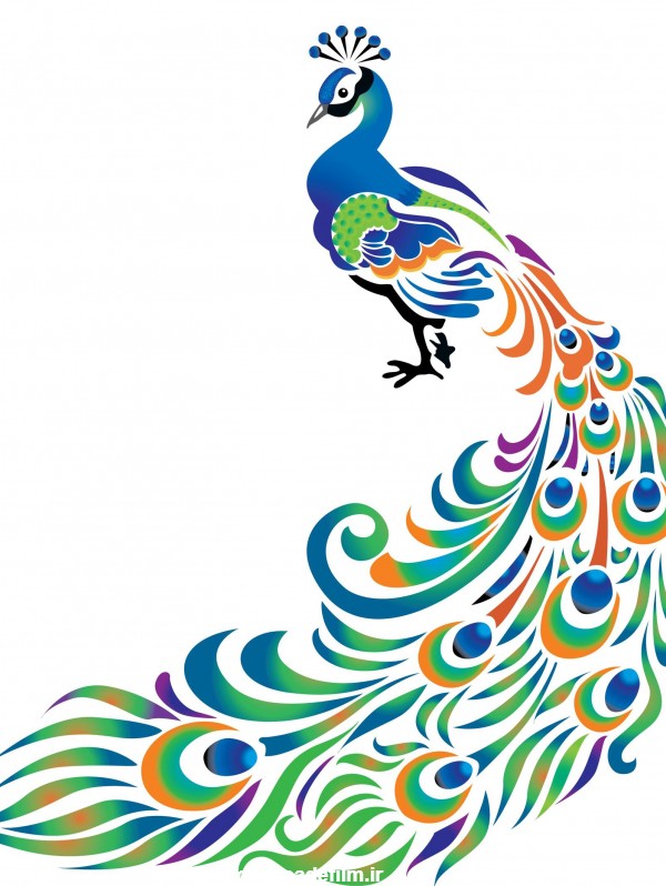 عکس کارتونی طاووس