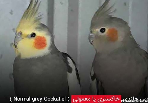 عروس هلندی خاکستری یا معمولی ( Normal grey Cockatiel ) - چیکن دیوایس