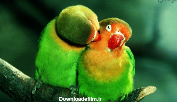 عکس عاشقانه مرغ عشق love parrots