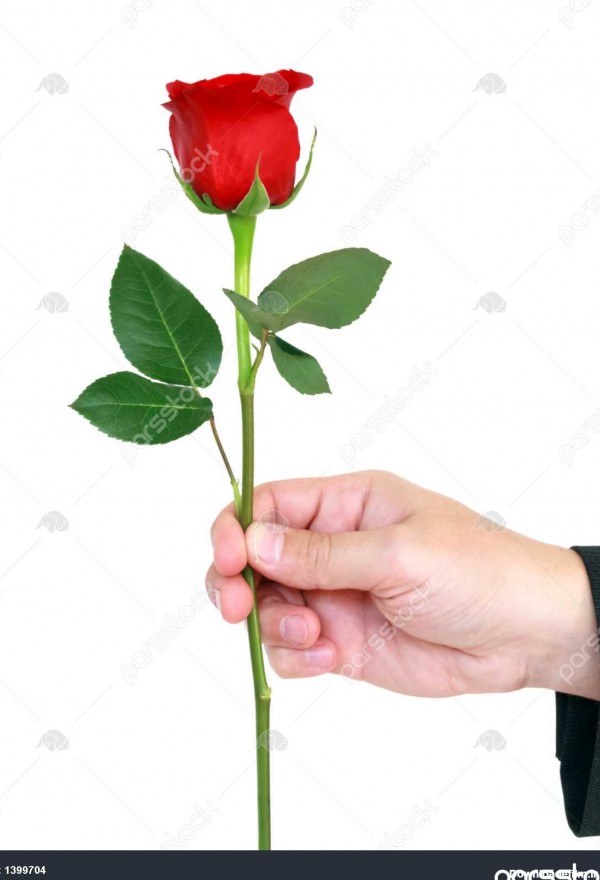 عکس گل در دست مرد