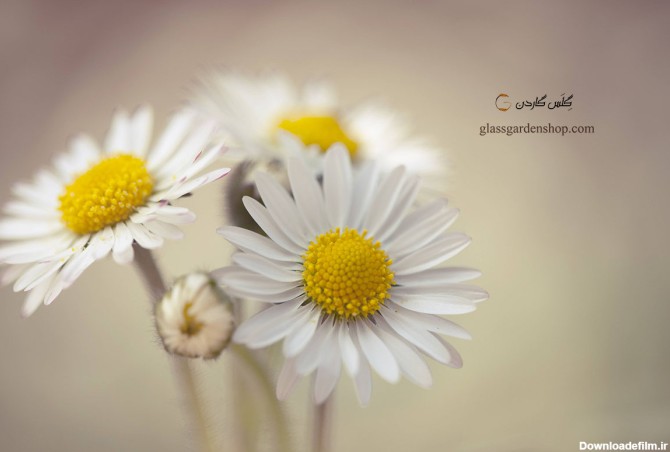 خرید بذر گل مینا سفید ( Daisy )-گلس گاردن