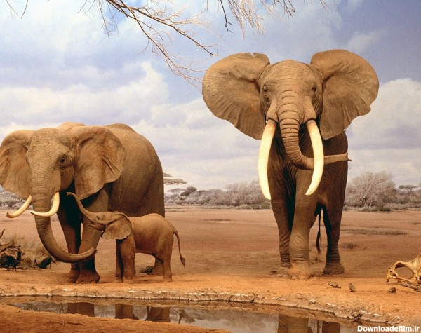 فیل ها elephants