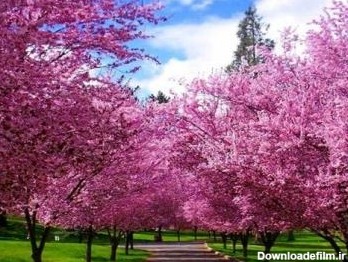 عکس های زیبا از فصل بهار