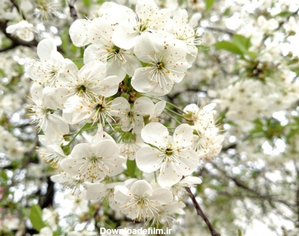60 عکس شکوفه گلابی که شما را شگفت زده می کند