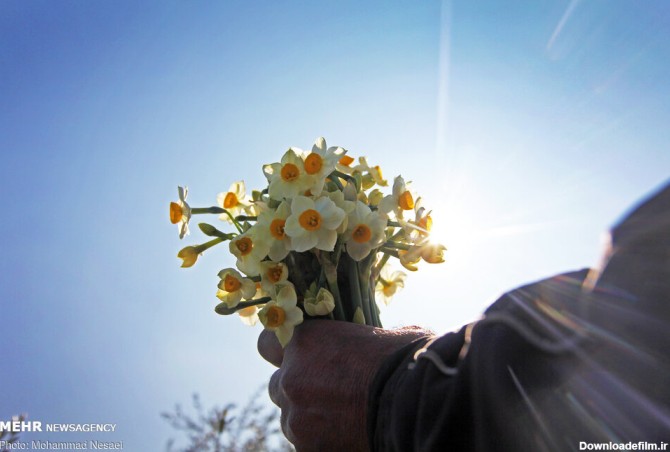 Mehr News Agency - Daffodil harvest in Golestan province