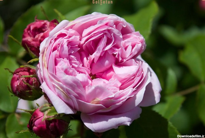 عکس گل محمدی زیبا از نمای نزدیک