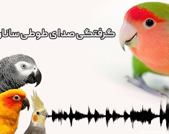 علت گرفتگی صدای طوطی برزیلی - تهران طوطی