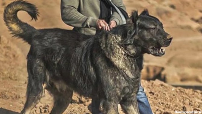 سگهای وحشی ایران | خطرناک ترین سگ های ایران | حیوانات وحشی