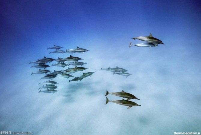 خبرآنلاین - تصاویر نادر از زندگی حیوانات دریایی
