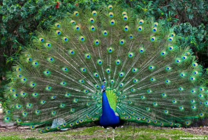 راهنمای پرورش و نگهداری طاووس