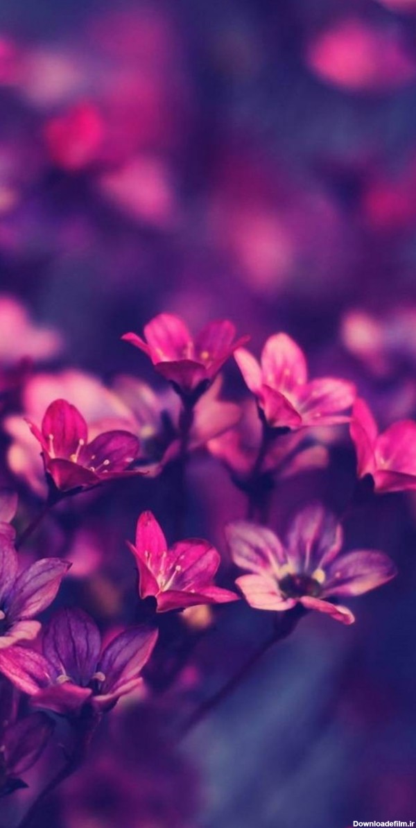 عکس زمینه گل های ریز صورتی زیبا پس زمینه | والپیپر گرام