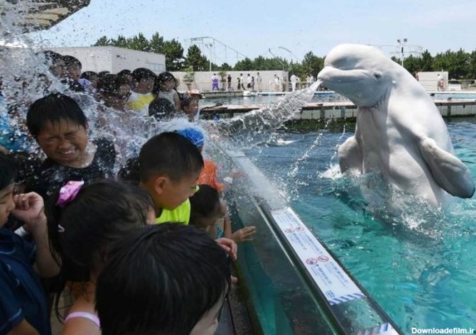 شوخی نهنگ سفید با بچه ها +عکس