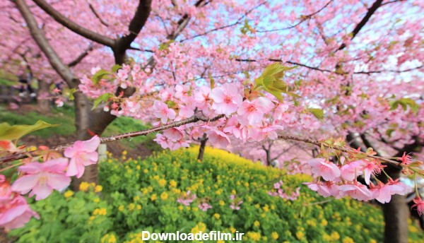 منظره بهاری و شکوفه گلها صورتی بسیار زیبا