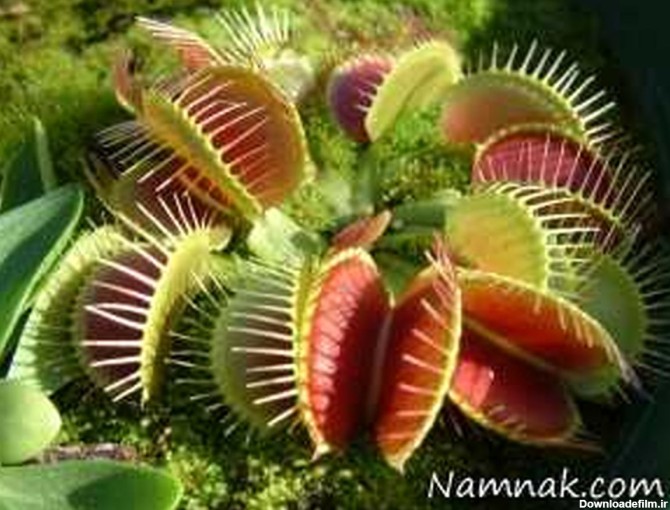 عجیب ترین و ترسناک ترین گیاهان دنیا