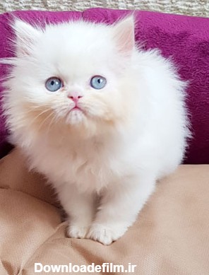 فروش بچه گربه سفید چشم آبی