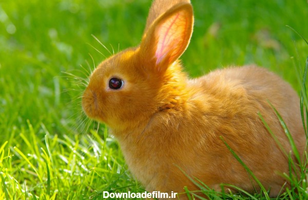عکس خرگوش ژاپنی - عکس نودی