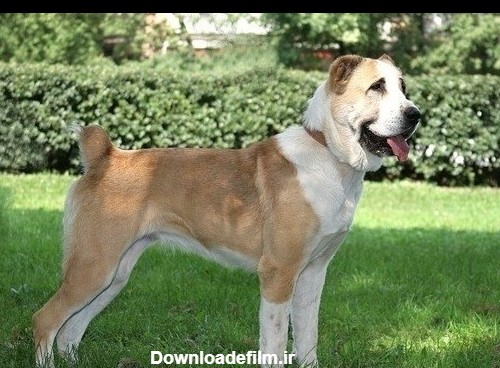 آلابای» یکی از مشهورترین نژادهای سگ جهان در ترکمنستان+تصاویر ...