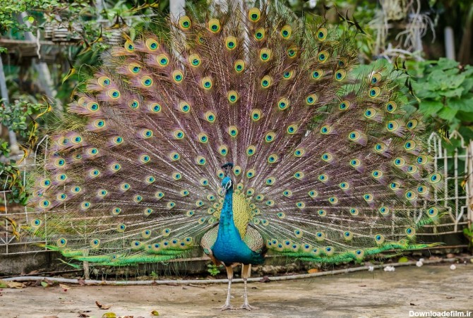 فرارو | طاووس و جوجه طاووس چند؟