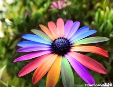 بایگانی‌های تصاویر گل های زیبای جهان - کامل (مولیزی)