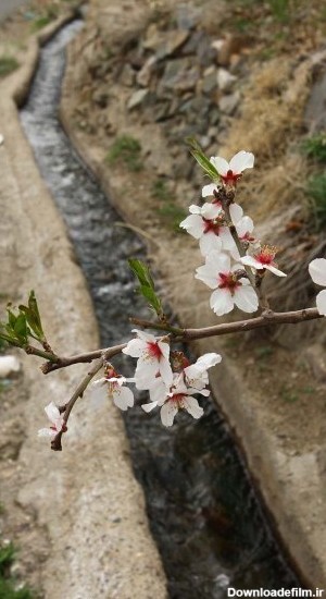 قم نیوز - :گزارش تصویری: شکوفه های بهاری در روستاهای اطراف قم ...