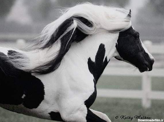 خوشگل ترین اسبهای دنیا | تبادل نظر نی نی سایت